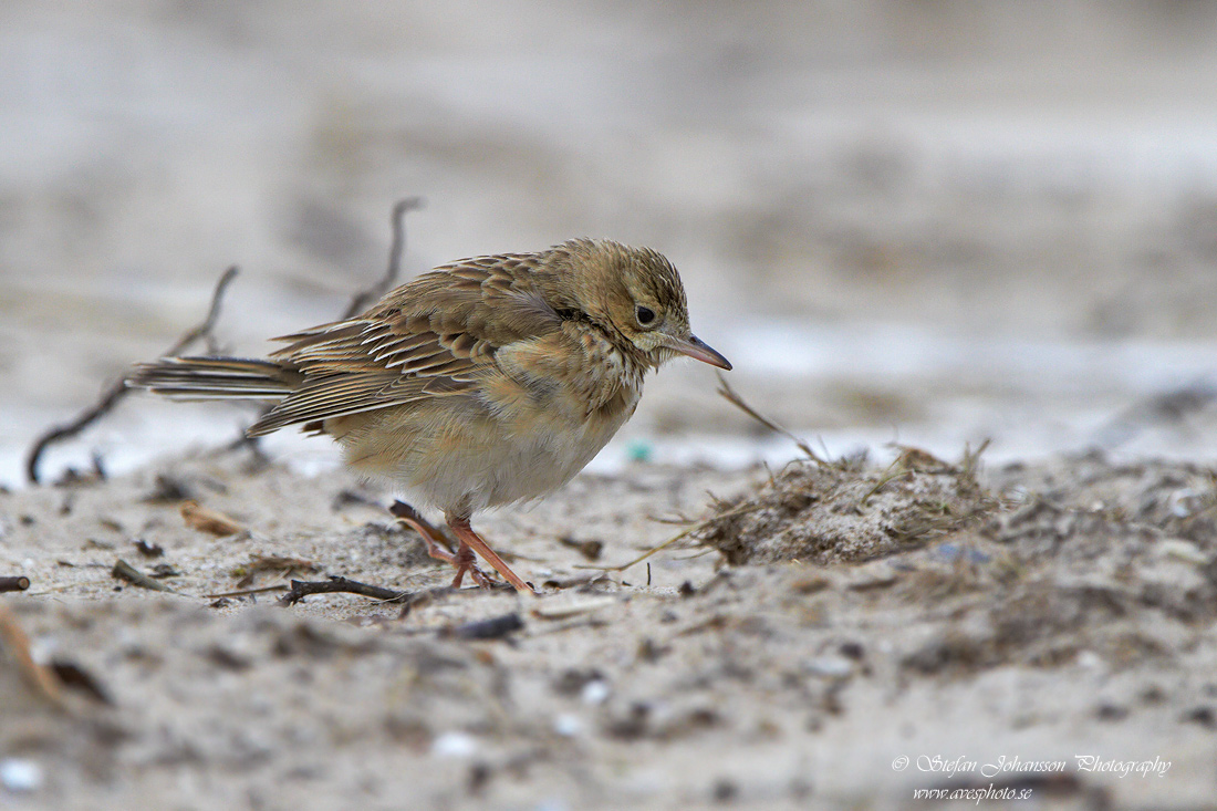 Strre piplrka / Richards Pipit Anthus richardi 