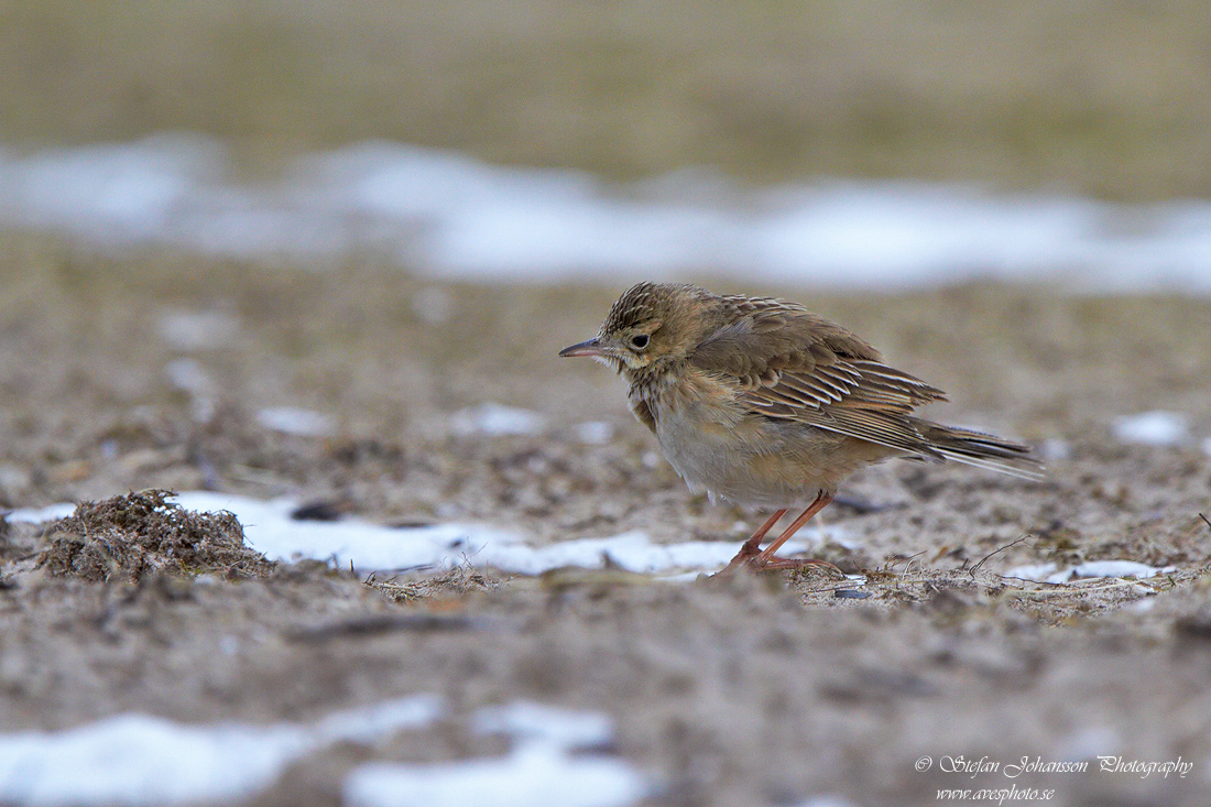 Strre piplrka / Richards Pipit Anthus richardi 