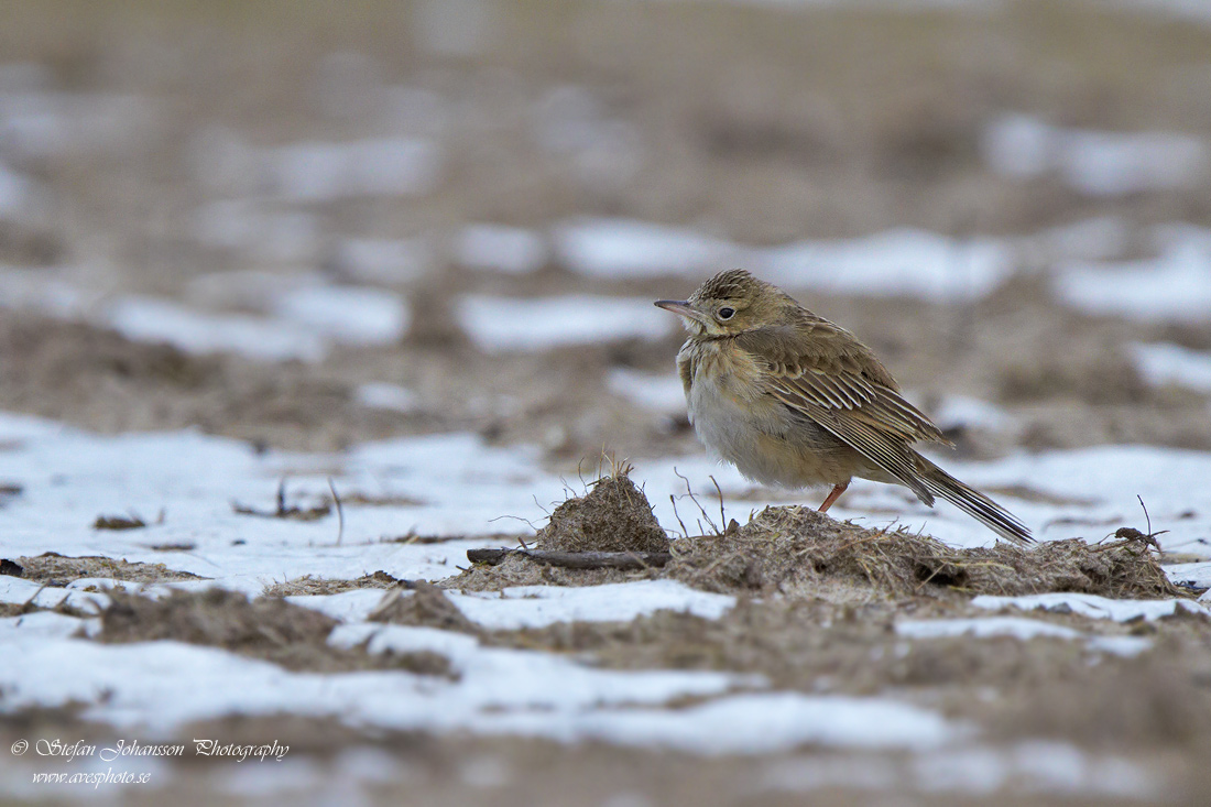 Strre piplrka / Richards Pipit Anthus richardi 