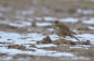 Strre piplrka / Richards Pipit Anthus richardi 