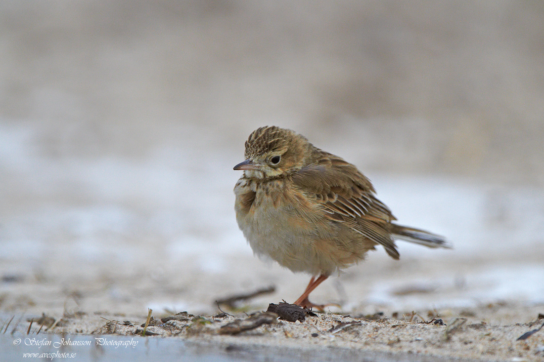 Strre piplrka / Richards Pipit Anthus richardi 