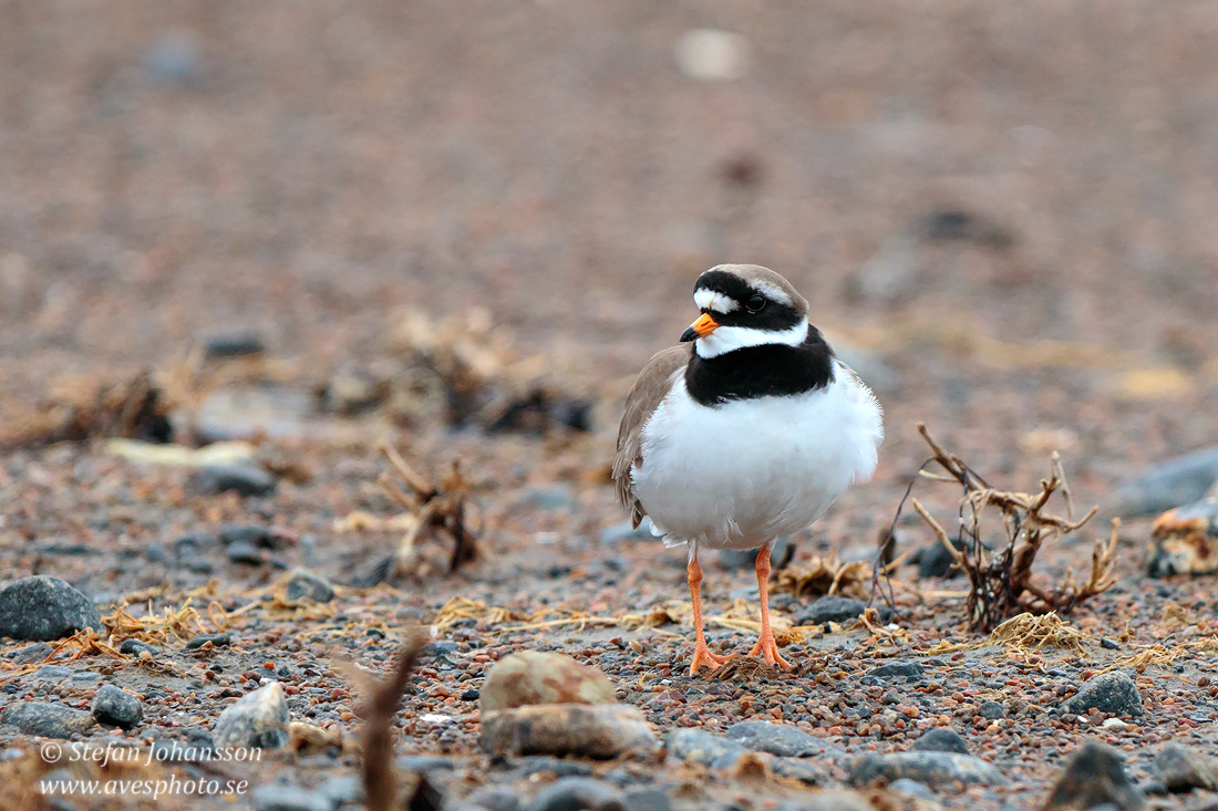 Strre strandpipare / Common Ringed Plover Charadrius hiaticula  