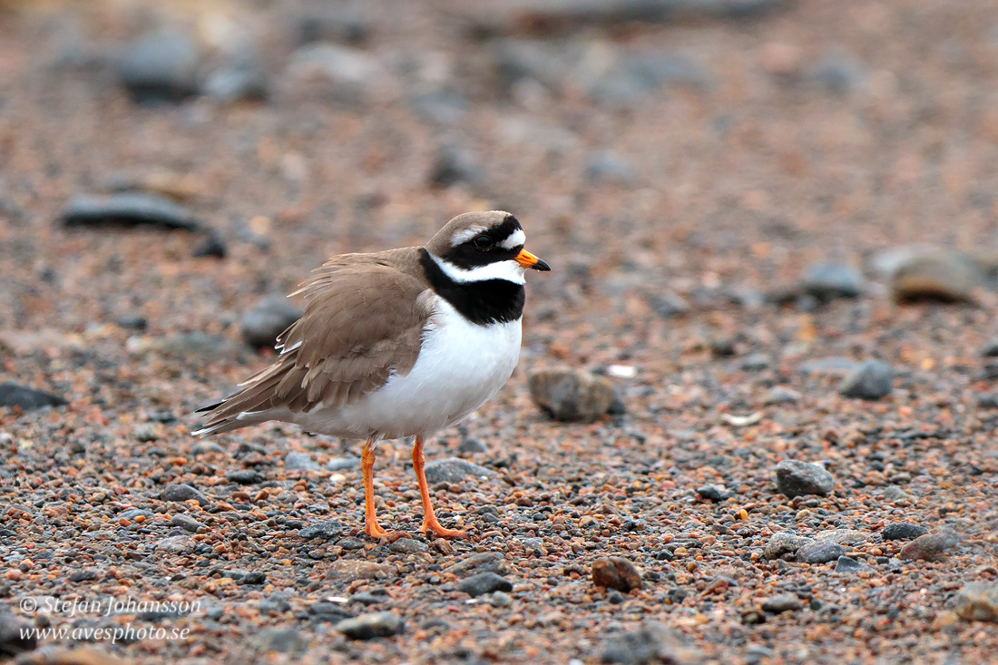 Strre strandpipare / Common Ringed Plover Charadrius hiaticula  