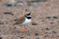 Strre strandpipare / Common Ringed Plover Charadrius hiaticula  