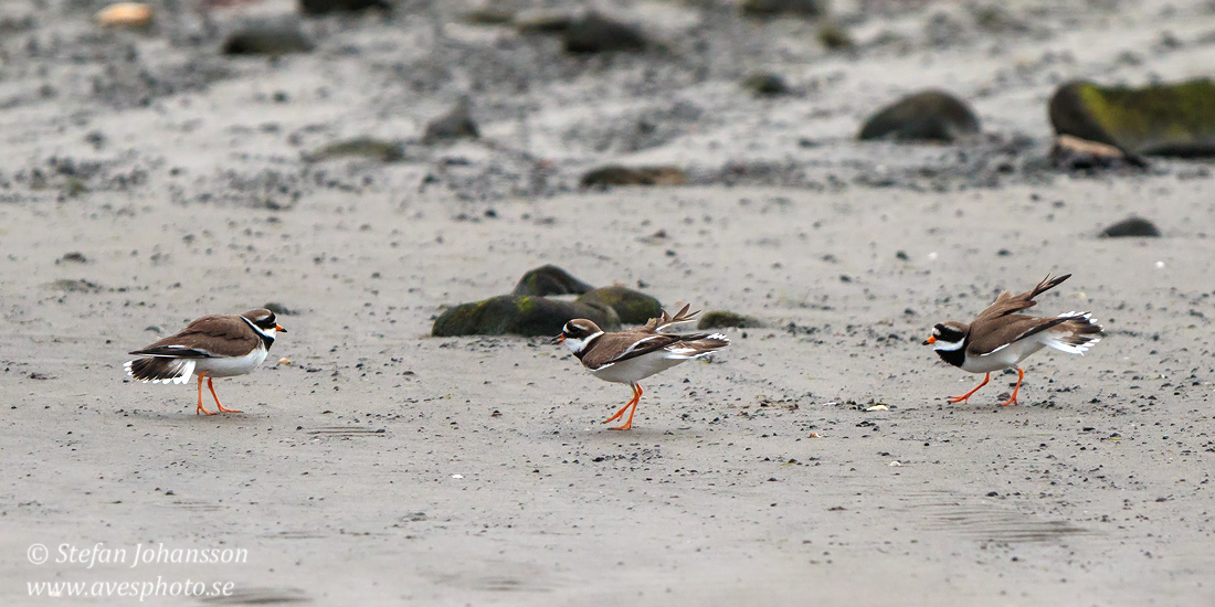 Strre strandpipare / Common Ringed Plover Charadrius hiaticula  