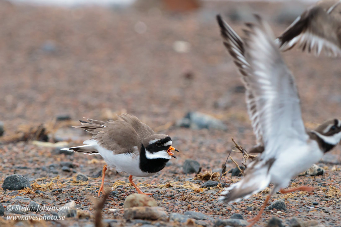 Strre strandpipare / Common Ringed Plover Charadrius hiaticula  