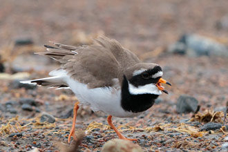 Större strandpipare / Common Ringed Plover