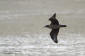 Storlabb / Great Skua Catharacta skua