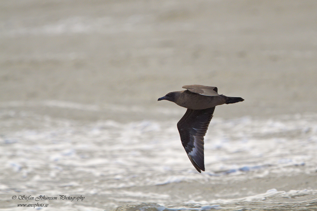 Storlabb / Great Skua Catharacta skua