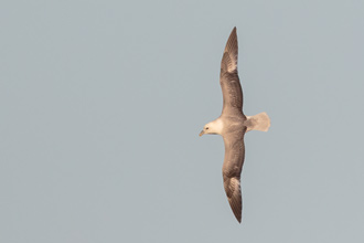 Stormfågel / Fulmar 