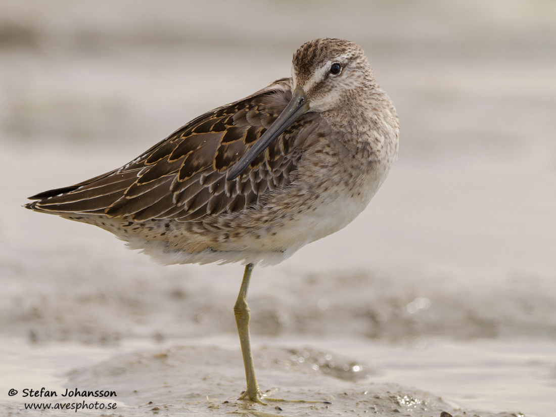 Strre beckasinsnppa / Long-billed Dowitcher Limnodromus scolopaceus