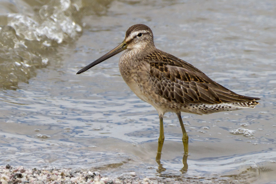 Strre beckasinsnppa / Long-billed Dowitcher Limnodromus scolopaceus