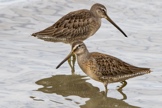 Strre beckasinsnppa / Long-billed Dowitcher Limnodromus scolopaceus