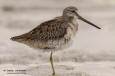 Strre beckasinsnppa / Long-billed Dowitcher Limnodromus scolopaceus