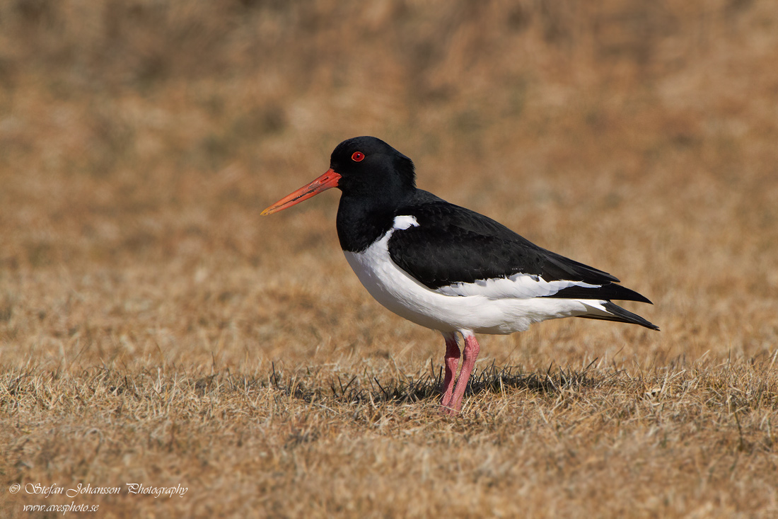 Haematopus ostralegus