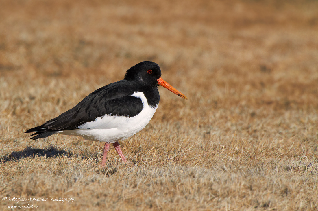 Haematopus ostralegus