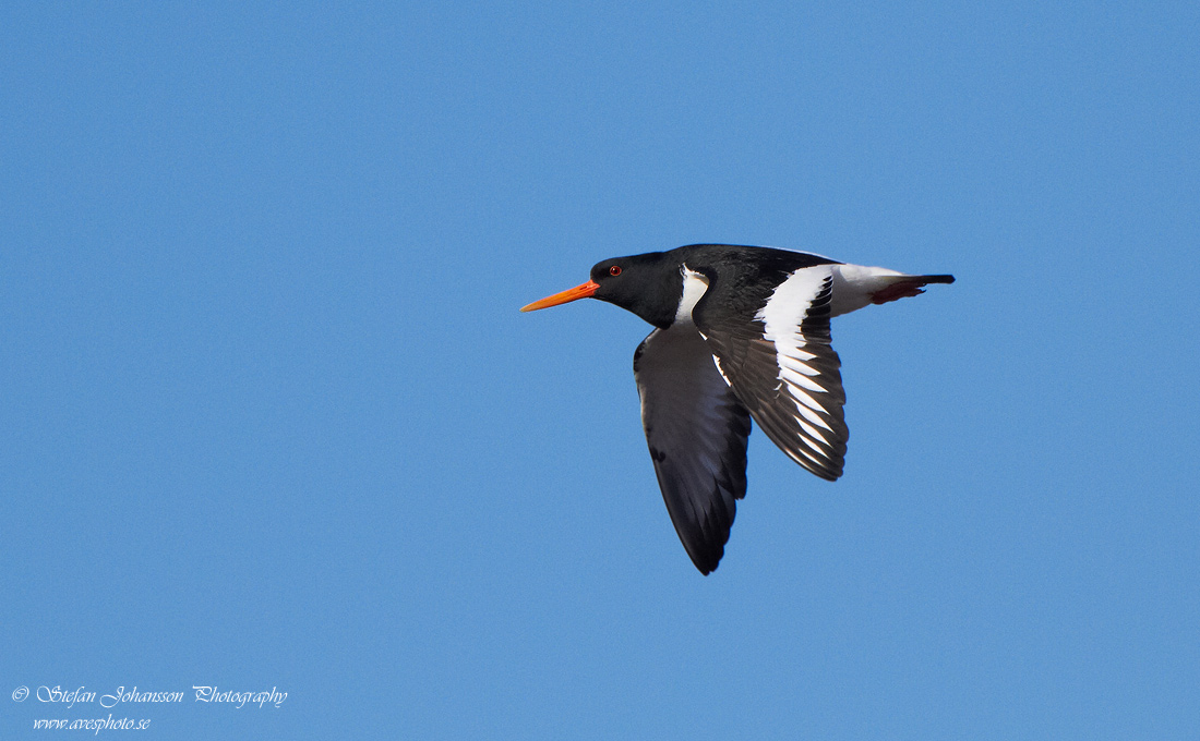 Haematopus ostralegus