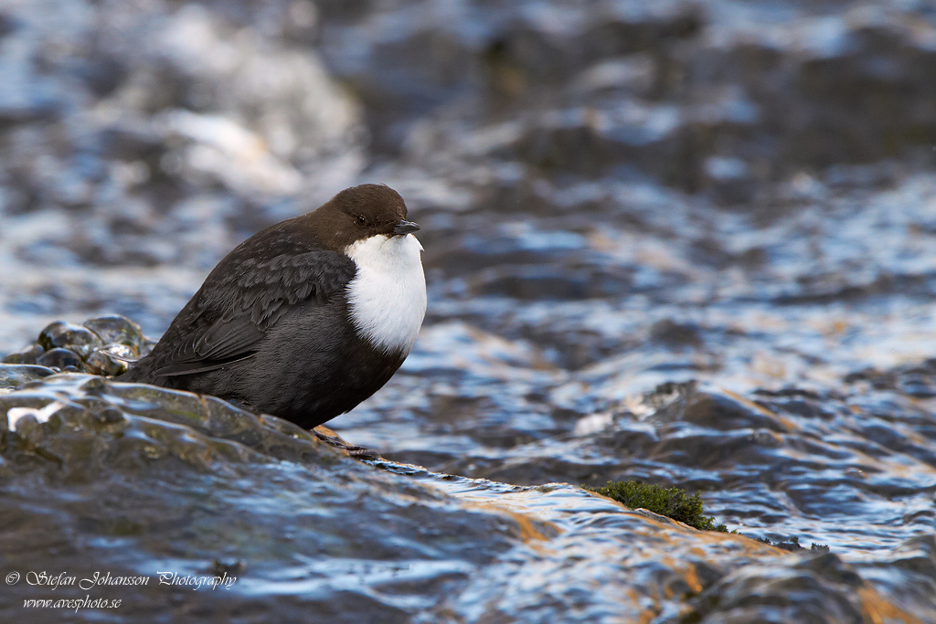 Strmstare / Dipper Cinclus cinclus 