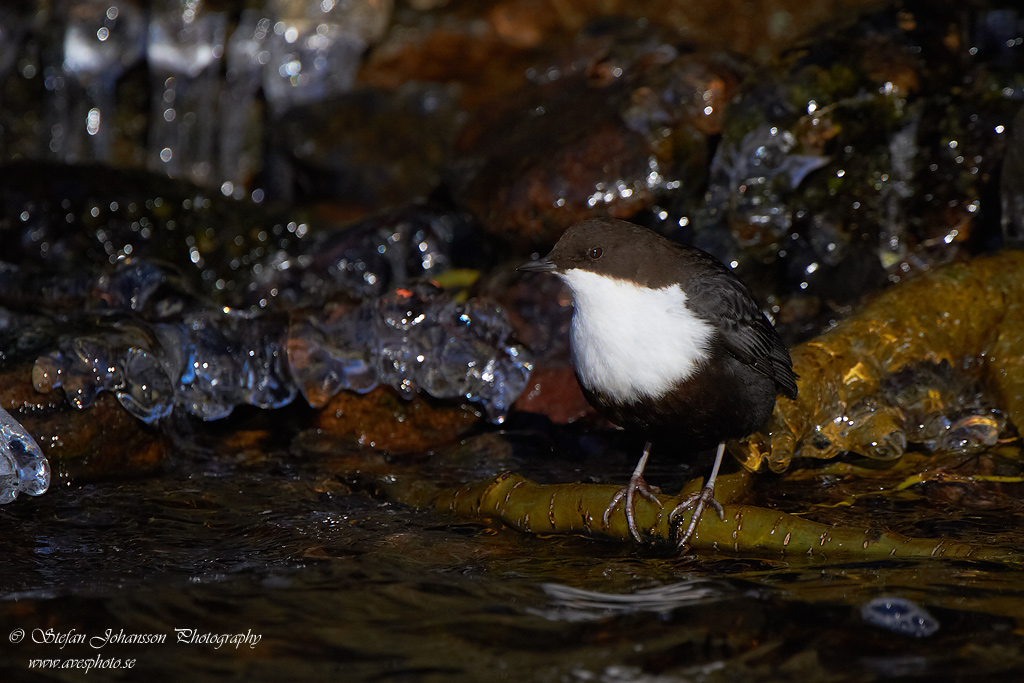 Strmstare / Dipper Cinclus cinclus 