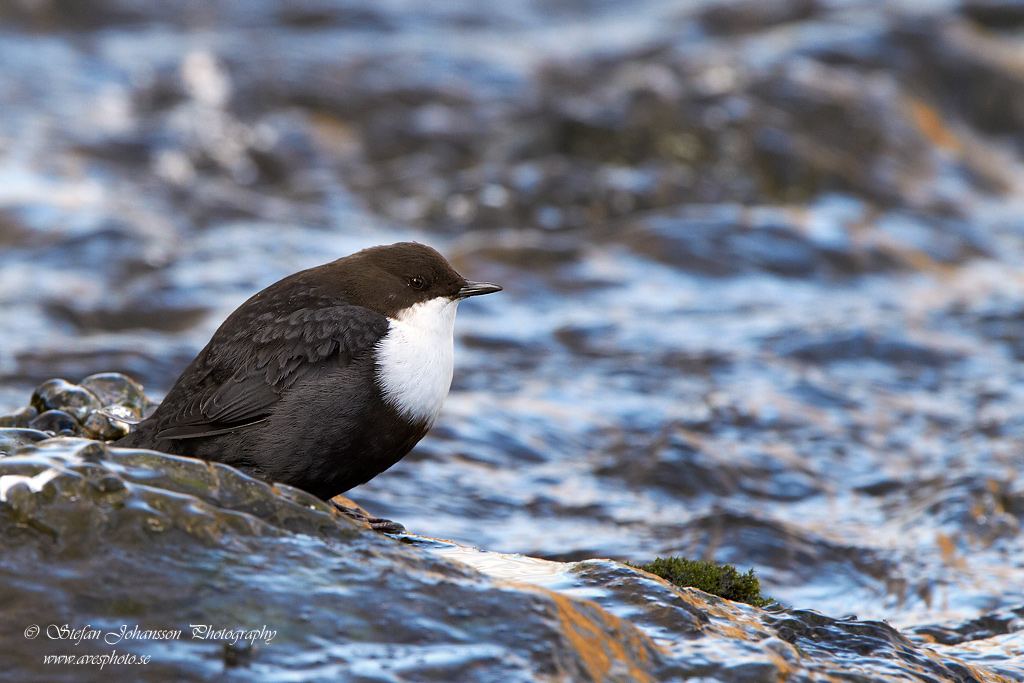 Strmstare / Dipper Cinclus cinclus 