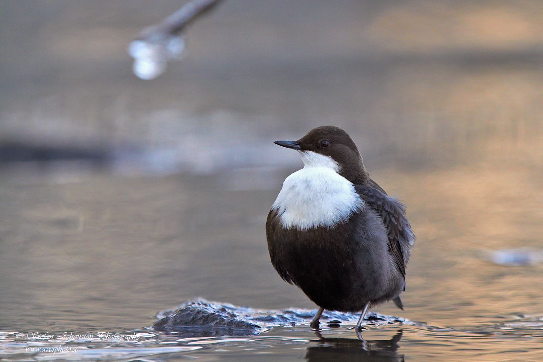 Strmstare / Dipper Cinclus cinclus 