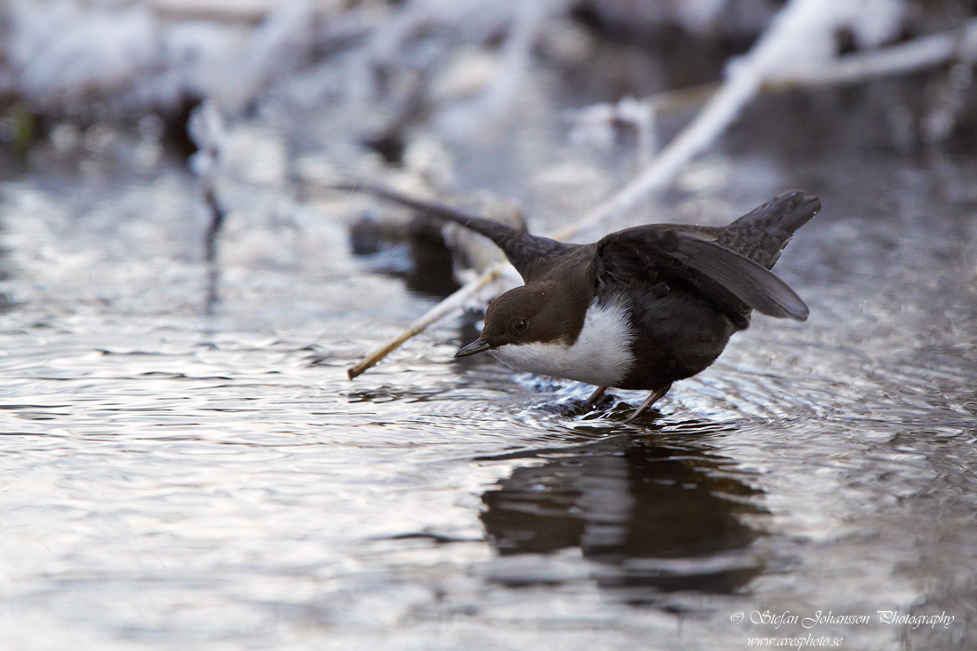 Strmstare / Dipper Cinclus cinclus 