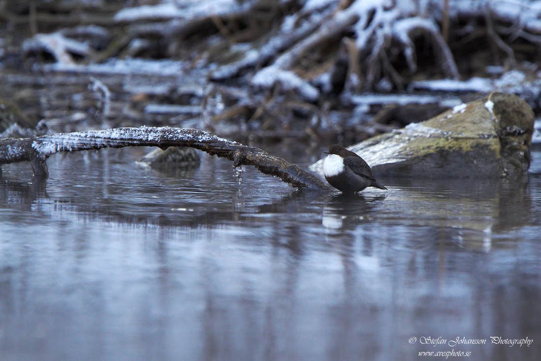 Strmstare / Dipper Cinclus cinclus 