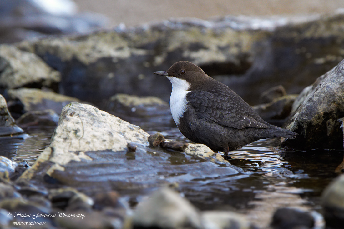 Strmstare / Dipper Cinclus cinclus 