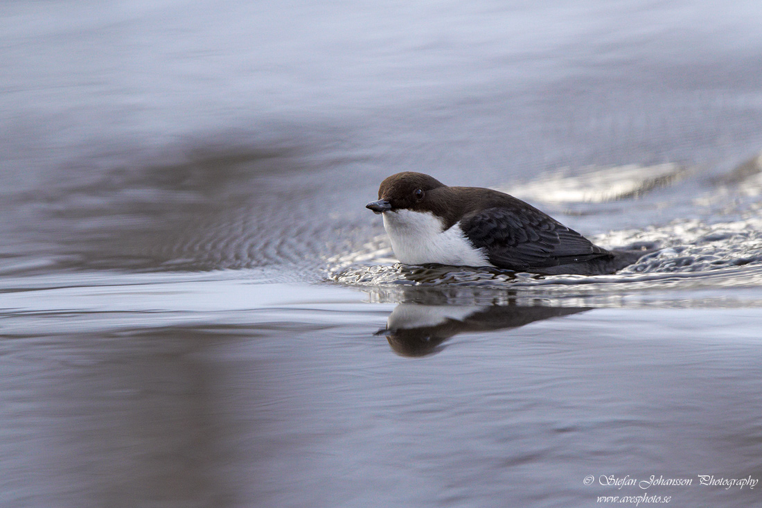 Strmstare / Dipper Cinclus cinclus 