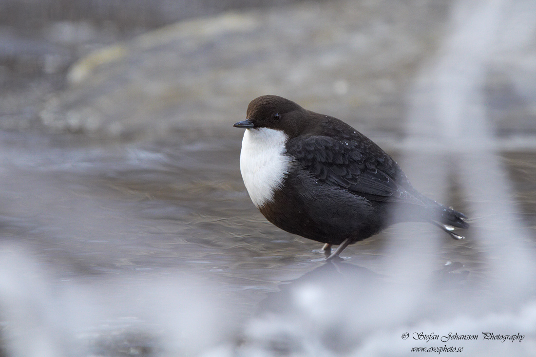 Strmstare / Dipper Cinclus cinclus 