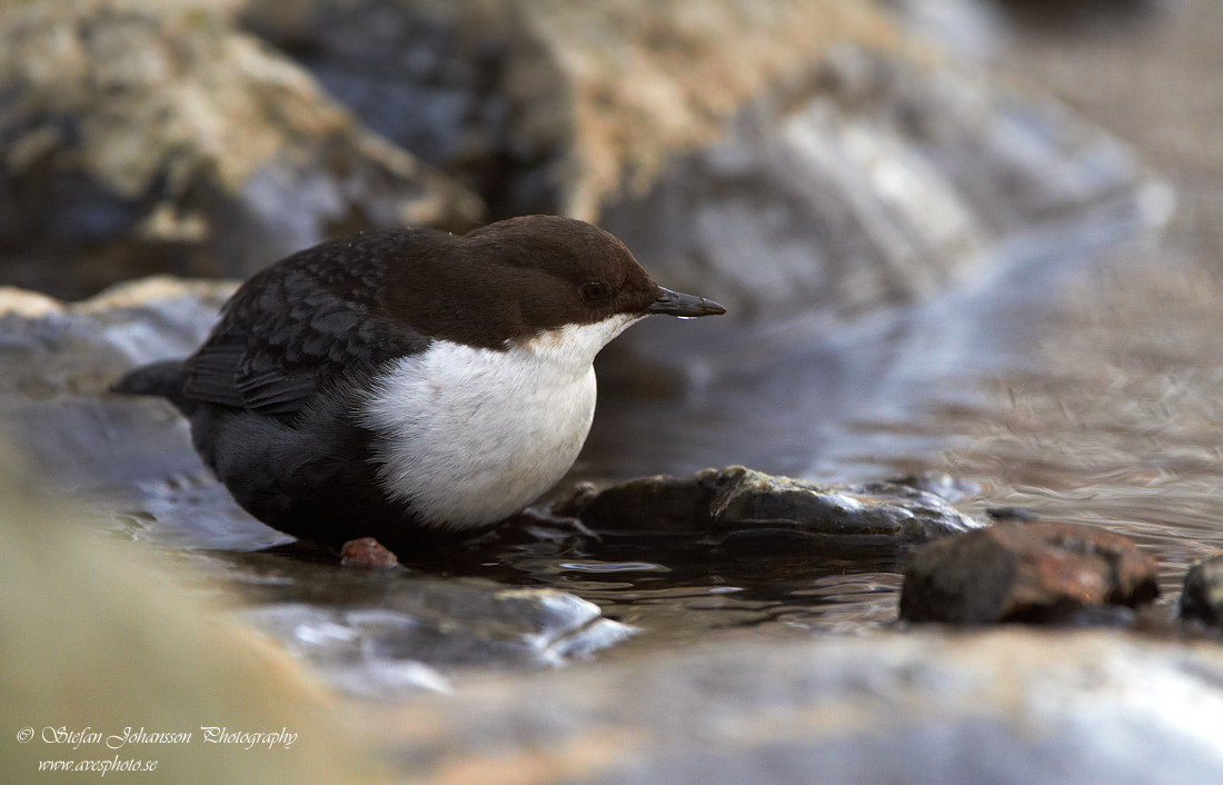 Strmstare / Dipper Cinclus cinclus 