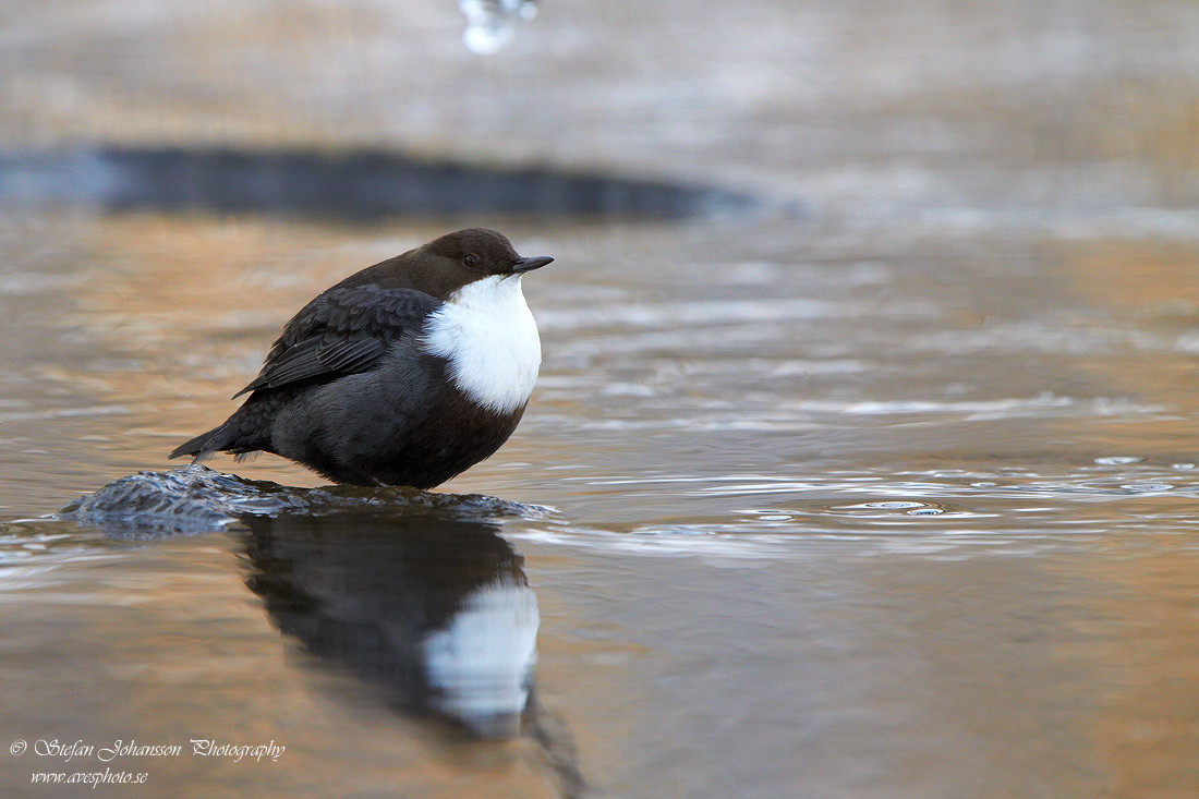 Strmstare / Dipper Cinclus cinclus 