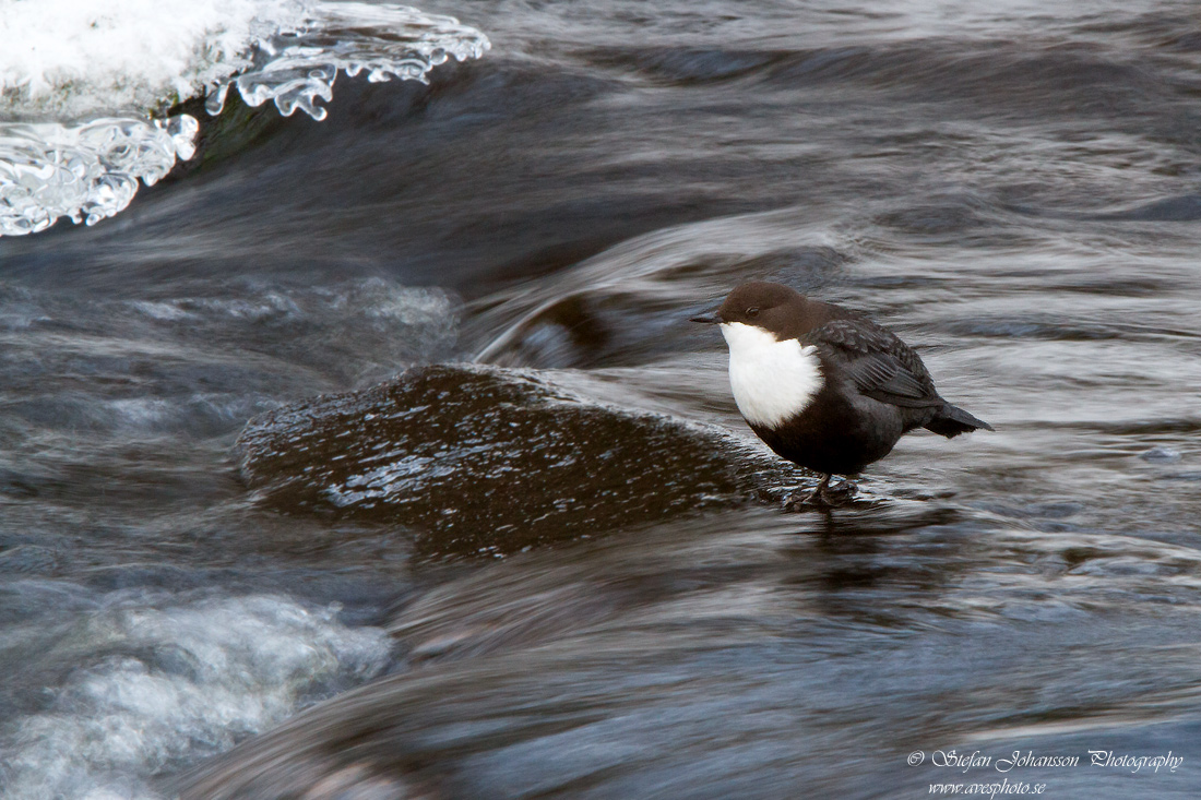 Strmstare / Dipper Cinclus cinclus 