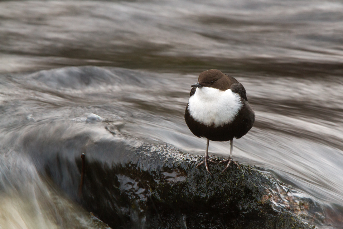 Strmstare / Dipper Cinclus cinclus 