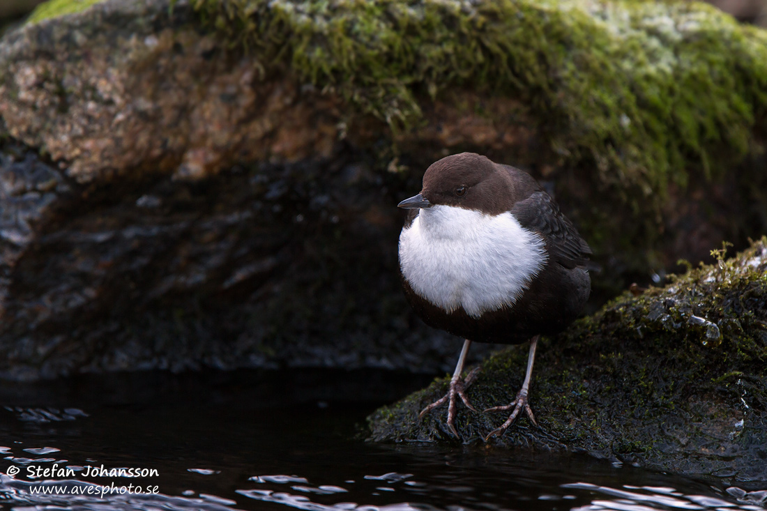 Strmstare / Dipper Cinclus cinclus 