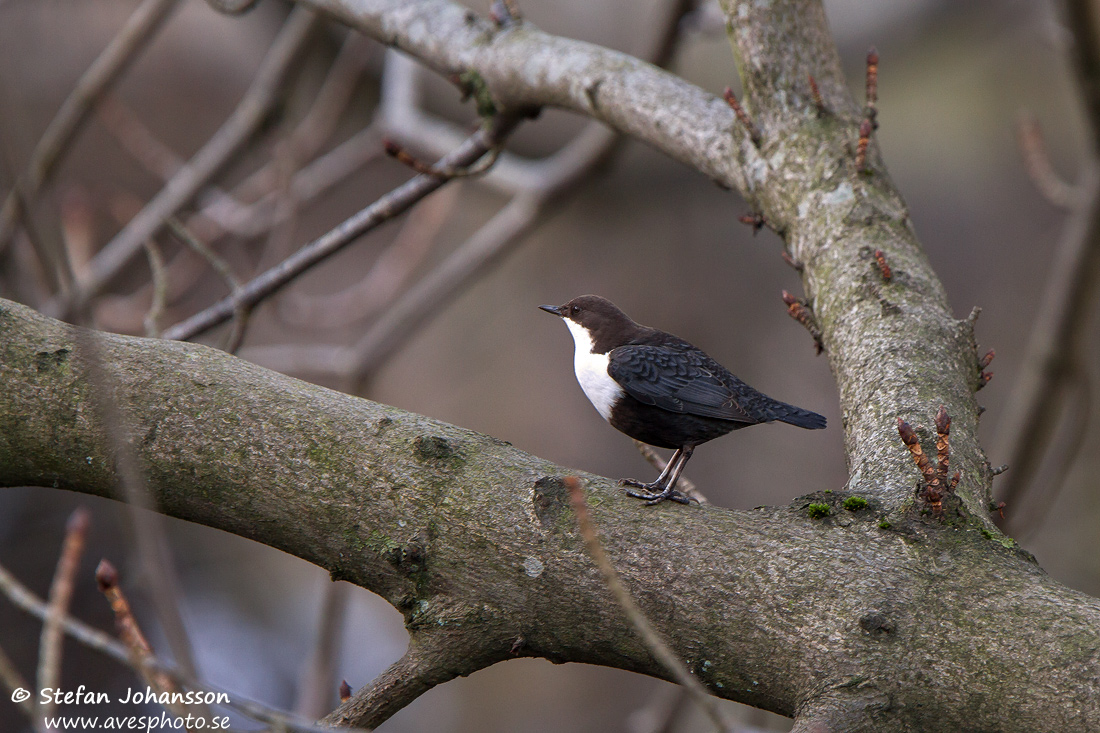 Strmstare / Dipper Cinclus cinclus 