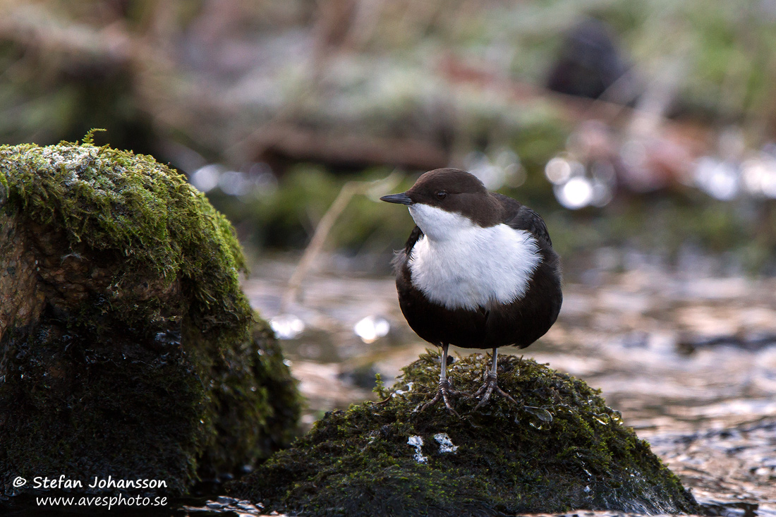 Strmstare / Dipper Cinclus cinclus 