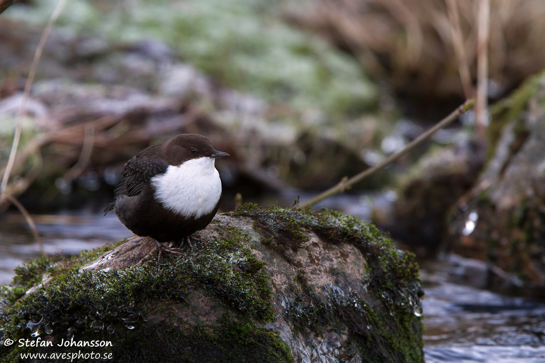 Strmstare / Dipper Cinclus cinclus 