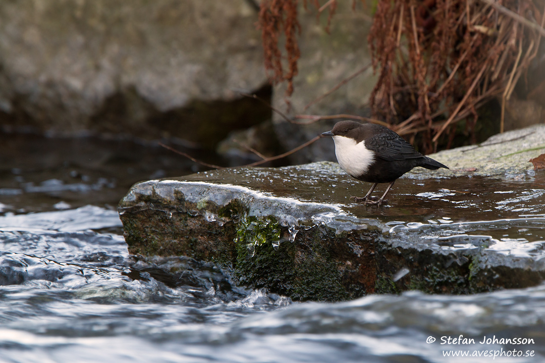 Strmstare / Dipper Cinclus cinclus 