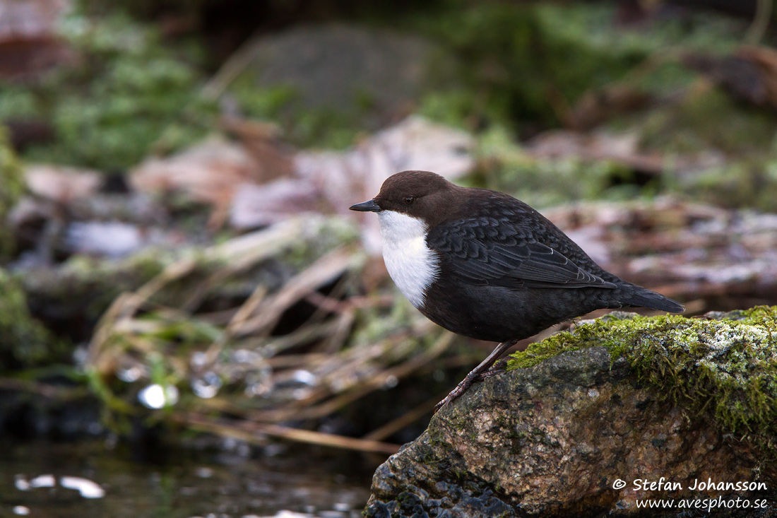 Strmstare / Dipper Cinclus cinclus 