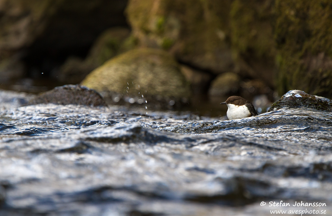 Strömstare / Dipper Cinclus cinclus 