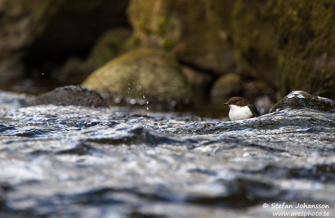 Strmstare / Dipper Cinclus cinclus 