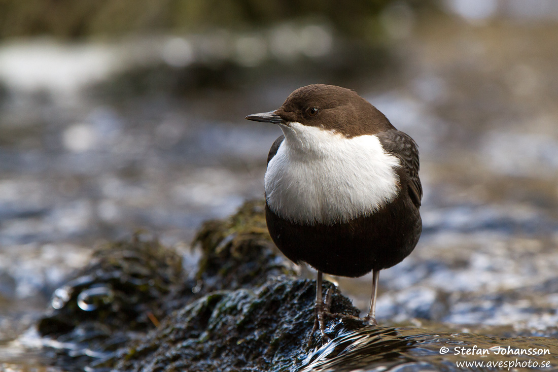 Strömstare / Dipper Cinclus cinclus 