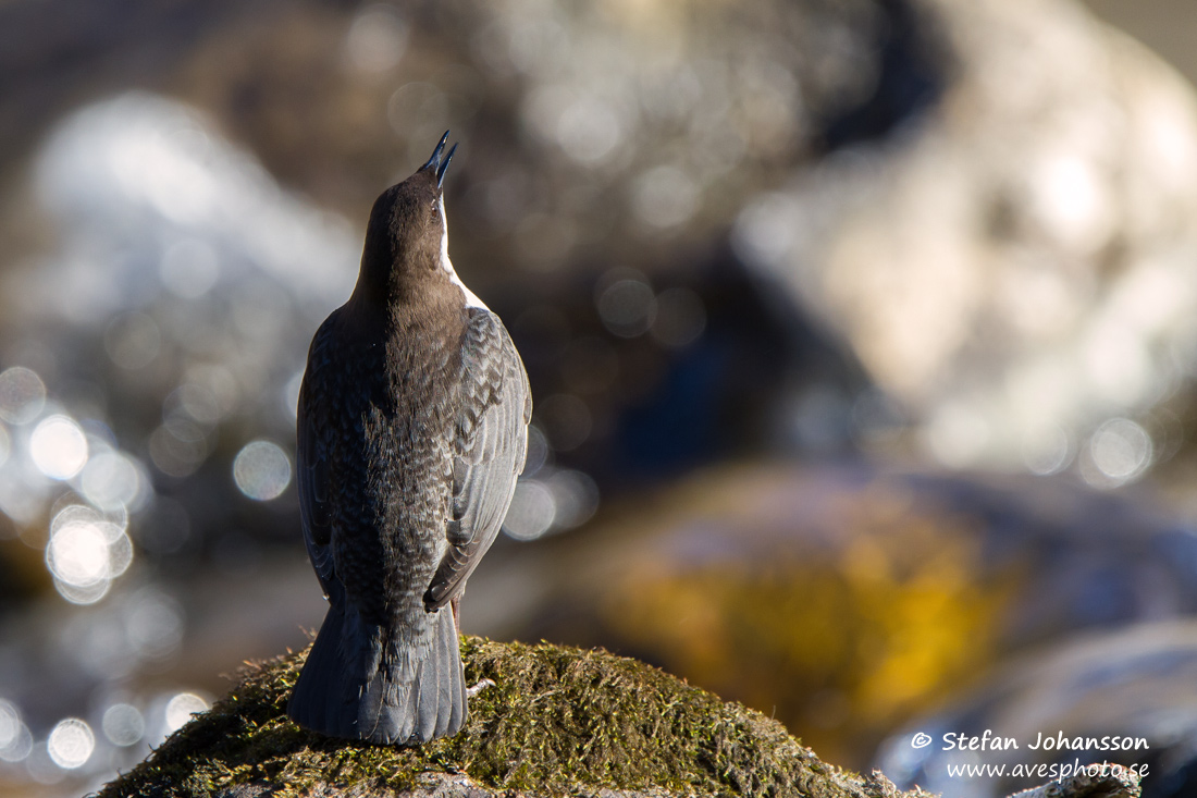 Strömstare / Dipper Cinclus cinclus 