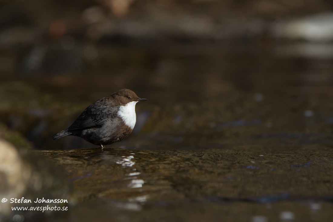 Strömstare / Dipper 