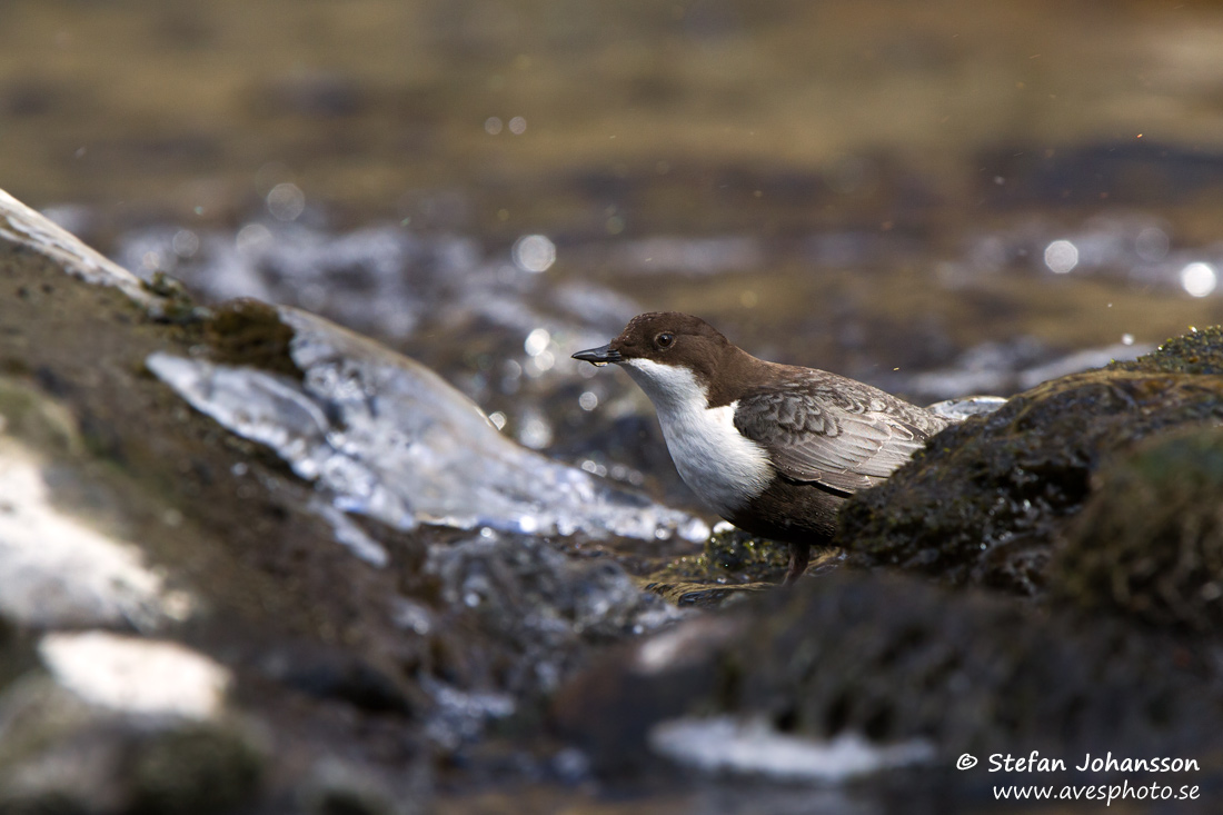 Strömstare / Dipper 
