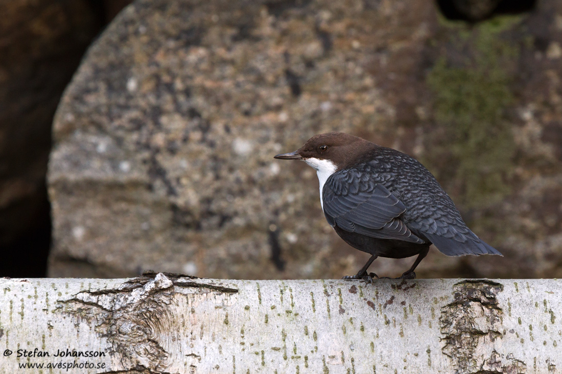 Strmstare / Dipper Cinclus cinclus 