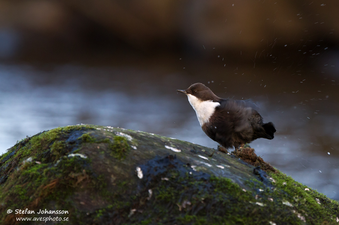 Strmstare / Dipper Cinclus cinclus 