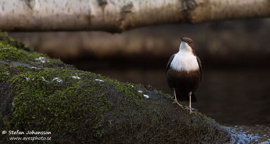 Strmstare / Dipper Cinclus cinclus 