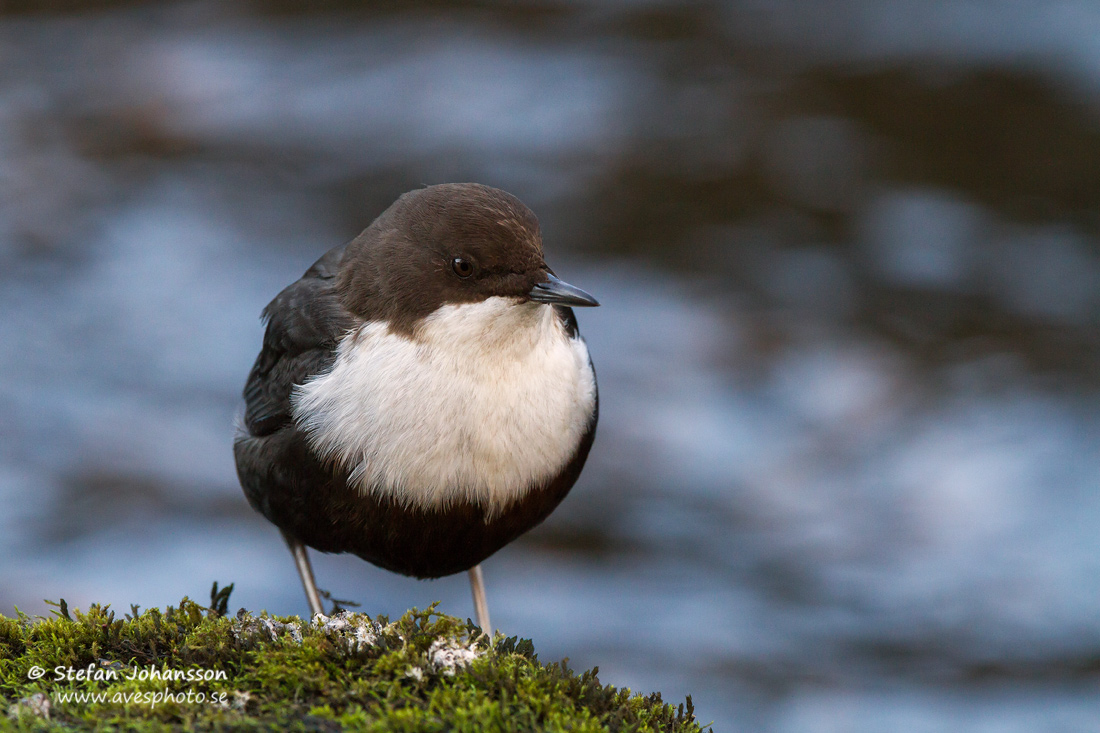 Strmstare / Dipper Cinclus cinclus 